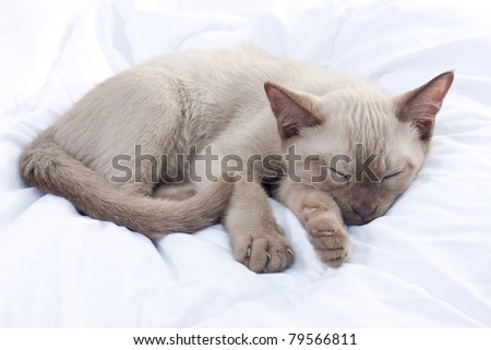 Sleeping Burmese / Russian Blue cross breed kitten (Felis catus).