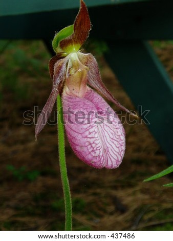 close up of a flower (lady slipper)