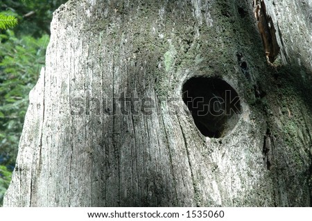 tree stump with a hole in it