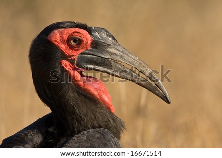 Ground Horn-bill closeup portrait with front light and focus on eye