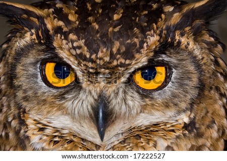 Close-up of a Cape Eagle Owl with large piercing yellow eyes