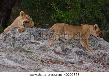Lion cubs playing in greater kruger park