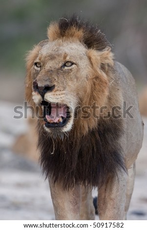 Wild African Male Lions walking in the Elephant Plains nature reserve