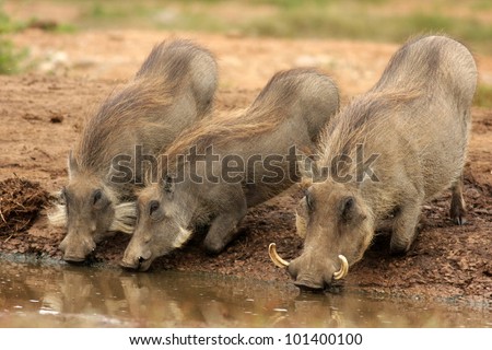 cape warthog