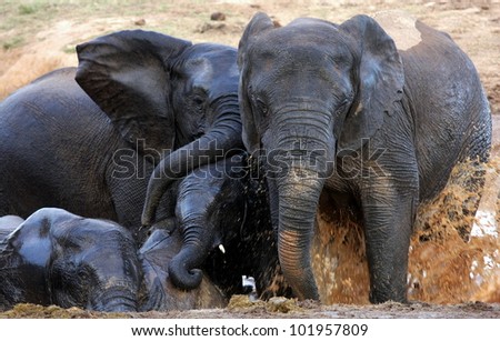 Elephants splashing and playing in the mud and water