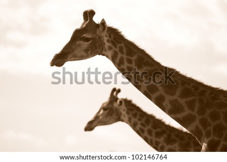 Two giraffe in this monochrome silhouette style photo taken in eastern cape,south africa