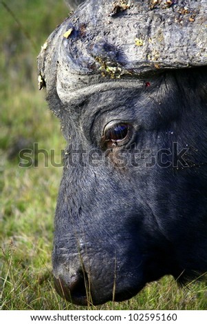 A cape buffalo head side profile portrait,while grazing in a safari park in the eastern cape, south Africa