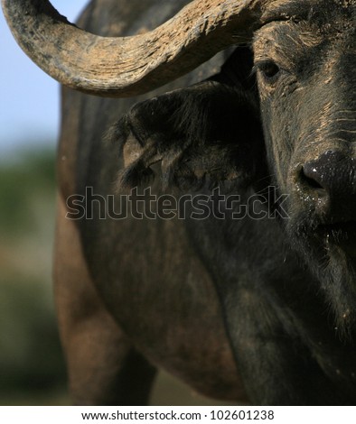 A unique photo of a big Cape buffalo bull aproaching head on. Taken at a low angle to enhance his size and power.Taken in eastern cape,south africa
