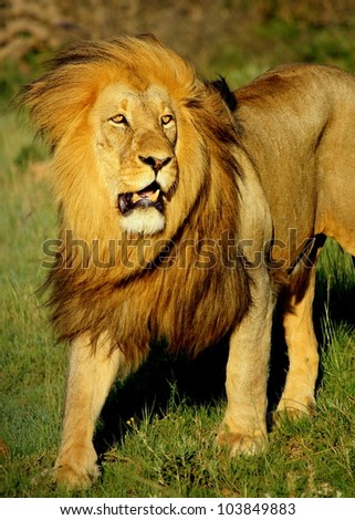 A huge male khalahari black maned lion walking towards the camera in this front on portrait taken at the big five reserve,Pumba game reserve,eastern cape,south africa
