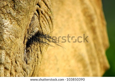 A unique abstract photo of a close up of an elephants eye and eyelashes. This portrait was taken in Addo elephant national park,eastern cape,south africa