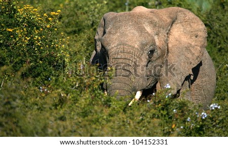 A lonely elephant bull feeding while surrounded by green bushes.Taken while on safari in Addo elephant national park,eastern cape,south africa