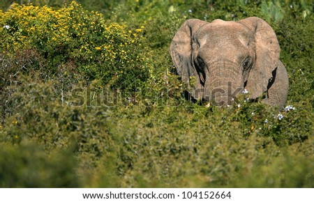 A big elephant bull making his way through some thick green bushes.Took this lanscape portrait while on safari in Addo elephant national park,eastern cape,south africa