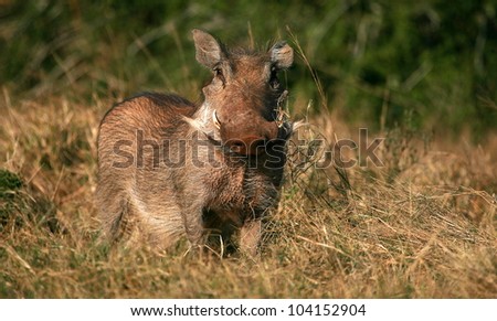 A warthog / wild pig posing in a grass field and looking at the camera.Took this lanscape portrait while on safari in Addo elephant national park,eastern cape,south