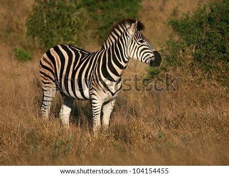 A side on profile, landscape portrait of a burchell zebra.Taken while on safari in Addo elephant national park,eastern cape,south africa