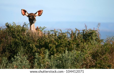 A big female kudu cow antelope shows off her big ears in this photo taken in Addo elephant national park,eastern cape,south africa