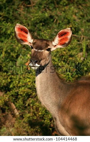 A beautiful big female kudu cowl antelope in alert position.This mature species has huge ears.Addo elephant national park,eastern cape,south africa