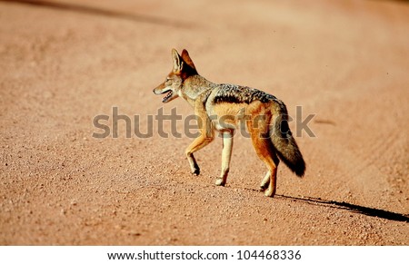 A black backed jackal walking past in this close up side profile portrait taken in good light. Taken in Addo elephant national park,eastern cape,south africa