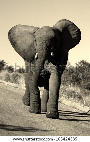 A young elephant bull runs and charges while opening his ears to show dominance in this black and white photo, taken while on safari in Addo elephant national park,eastern cape,south africa