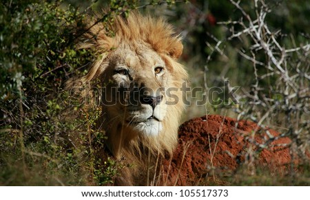 mature adult male lions soaking up the golden sun,in this beautifull profile head portrait taken in Addo Elephant national park,eastern cape,south africa