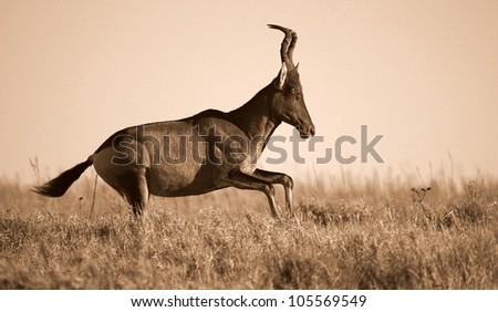 A monochrome / black and white portrait of a red hartebeest antelope running in Addo elephant national park,eastern cape,south africa