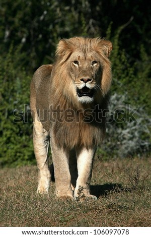 A beautiful young sub adult khalahari black maned lion in his prime,stands and poses in this front on portrait taken in Addo elephant national park,eastern cape,south africa