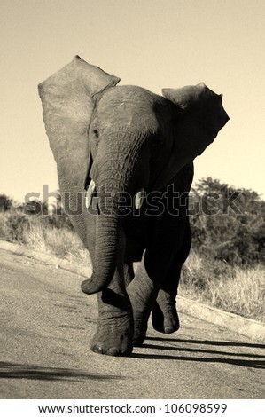 A monochrome action shot of a elephant bull charging my vehicle in Addo elephant national park,eastern cape,south africa
