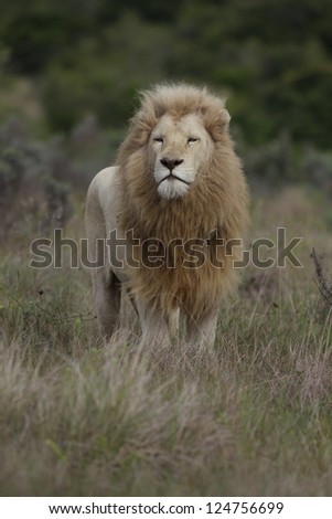 Male white lion standing in this portrait at Pumba game reserve South Africa.