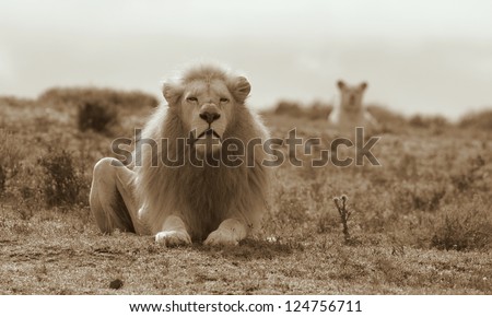 A big white lion with a female in the background. Sepia tone.