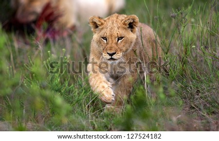 A young lion cub walks towards the camera in this profile photo from South Africa