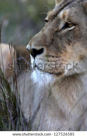 A lioness staring into the distance on safari in South Africa