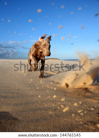 A cute new born pure bred weimeraner puppy dog runs and plays in the sand on the beach on a beautiful summer day in the Eastern Cape, South AFrica