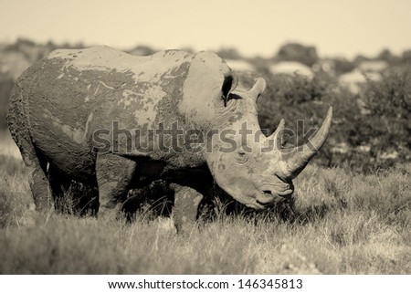 A black and white adult male rhino stands side on and stares down another in this black and white photo taken in South Africa while on safari.