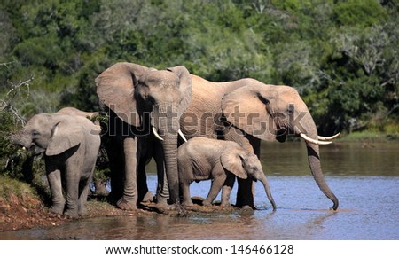 A herd of elephants with young calves drink and cool off at a watering hole in South Africa