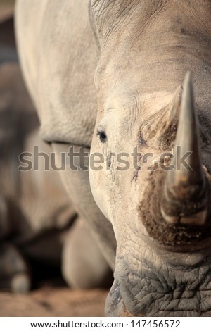 A abstract photo of a white rhino moving towards the camera showing off his large horn. South Africa