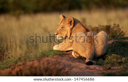 A young lion cub sits and soaks up the last of the suns rays in golden light taken on safari in South Africa