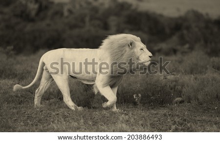 A big male white lion walks past our vehicle in this black and white image taken while on safari in Africa. He was hunting.
