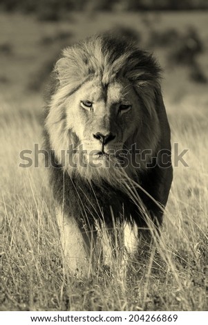 A dark maned sub adult male lions approaches,walking straight towards the camera,in this beautiful low angle profile portrait taken in Addo Elephant national park,eastern cape,south africa