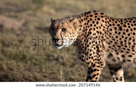 A cheetah walks past in golden light and gives me the look. South Africa