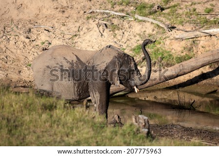 An elephant throws mud on himself to cool down. South Africa