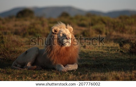 A big wild male white lion with the first of the sun on his face. Sunrise, South Africa.