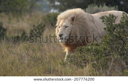 A big male white lion walks past from behind a bush. South Africa