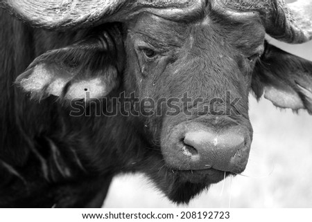 A close up black and white image of a Cape Buffalo Bull.