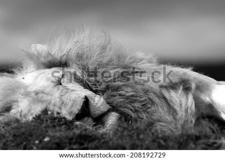 A big White lion male in this close up black and white image.