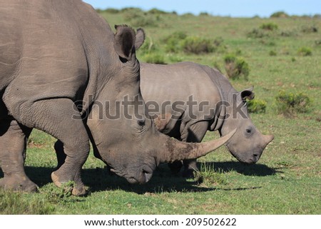 A white rhino mother and calf grazing in this image.