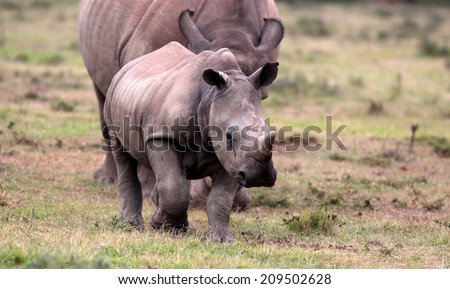 A white rhino calf walks in front of her mother.