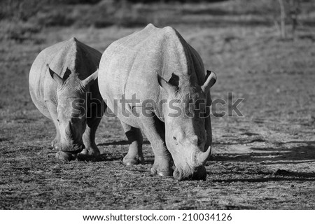 Thwo white rhino walk towards the camera in this black and white image.