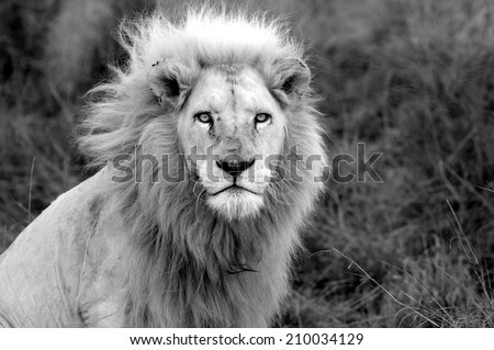 A black and white image of a huge male white lion.