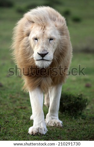 A big white lion walking towards the camera.