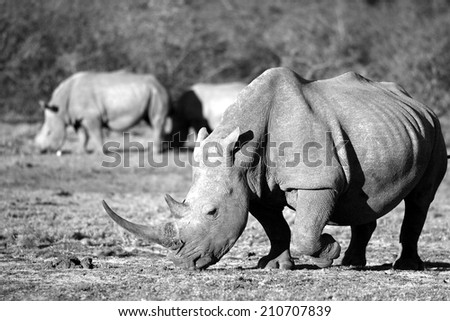 A big white rhino with more other rhino in the background.