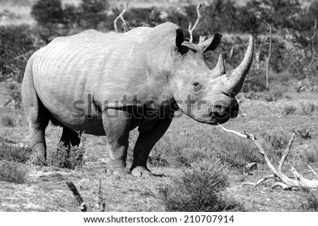 A black and white image of a huge white rhino bull.